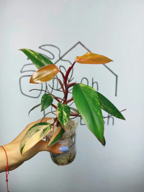 Philodendron Strawberry Shake | Sadzonka 18 | 20cm