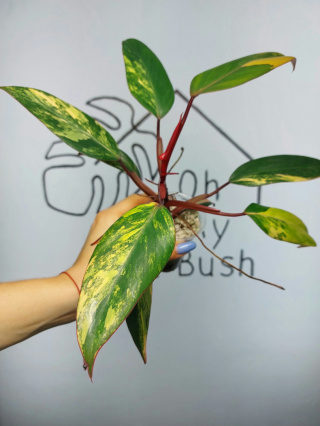 Philodendron Strawberry Shake | Sadzonka 20 | 20cm