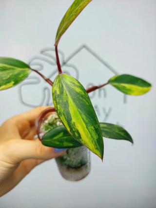 Philodendron Strawberry Shake | Sadzonka 9 | 25cm