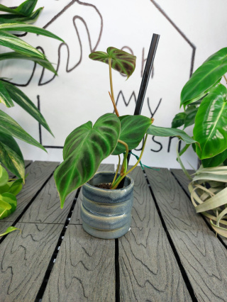 Philodendron Verrucosum | 10-15cm