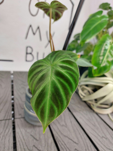 Philodendron Verrucosum | 10-15cm