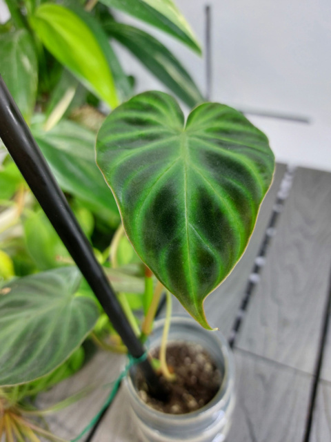 Philodendron Verrucosum | 10-15cm