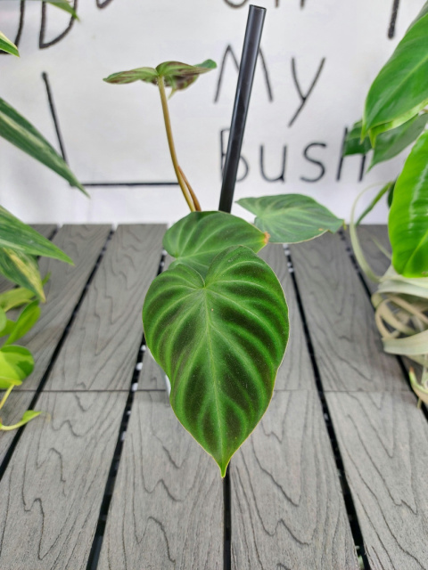 Philodendron Verrucosum | 10-15cm