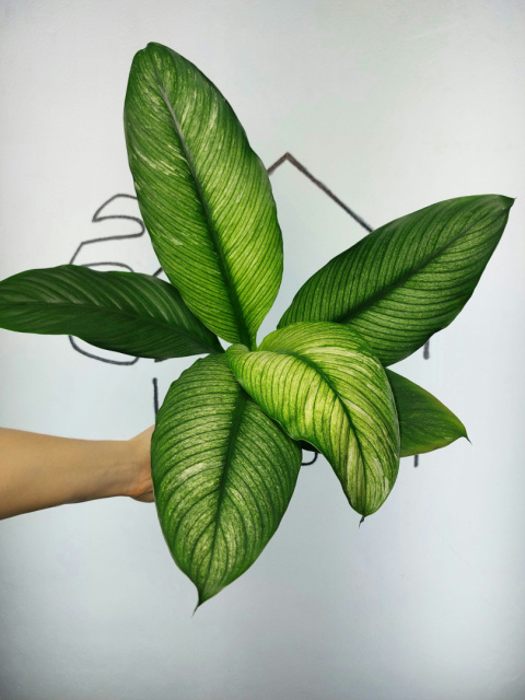 Spathiphyllum Sensation Variegata Skrzydłokwiat | 40-45cm