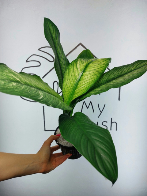 Spathiphyllum Sensation Variegata Skrzydłokwiat | 40-45cm