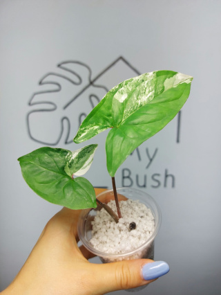 Syngonium Albo Variegata | 20-25cm