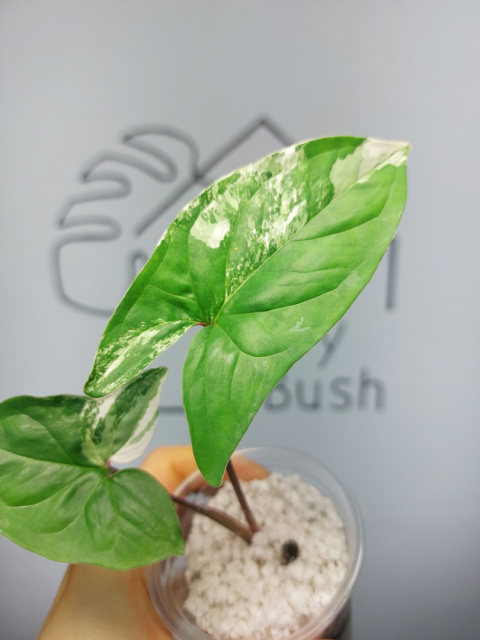 Syngonium Albo Variegata | 20-25cm