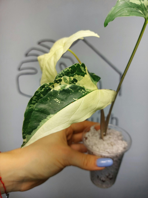 Syngonium Albo Variegata | 30-40cm