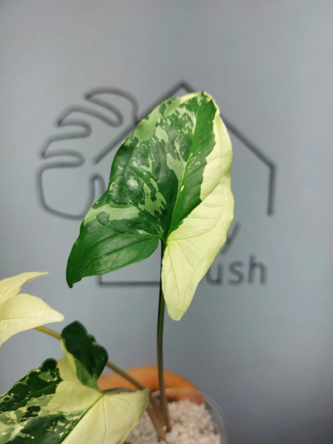 Syngonium Albo Variegata | 30-40cm