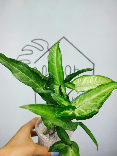 Syngonium Angustatum | 30-35cm