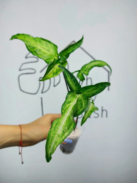 Syngonium Angustatum Variegata | 35-40cm