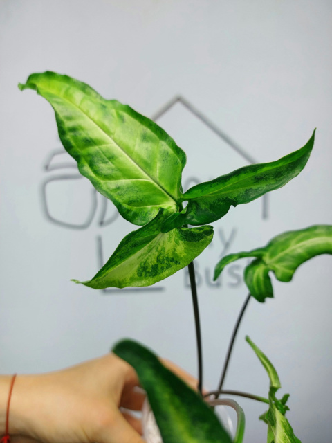 Syngonium Angustatum Variegata | 35-40cm