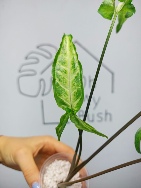 Syngonium Angustatum Variegata | 35-40cm