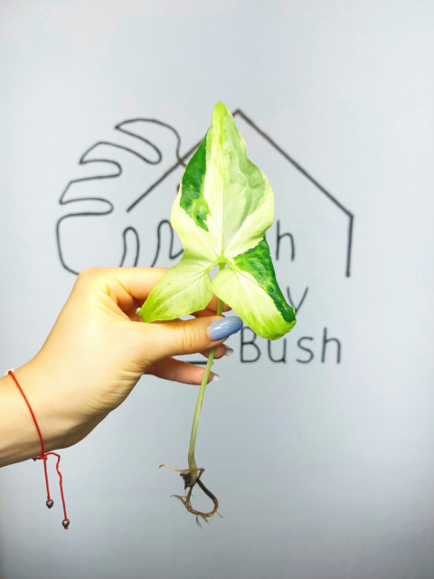 Syngonium Angustatum Variegata | Pędówka bardzo wybarwiona