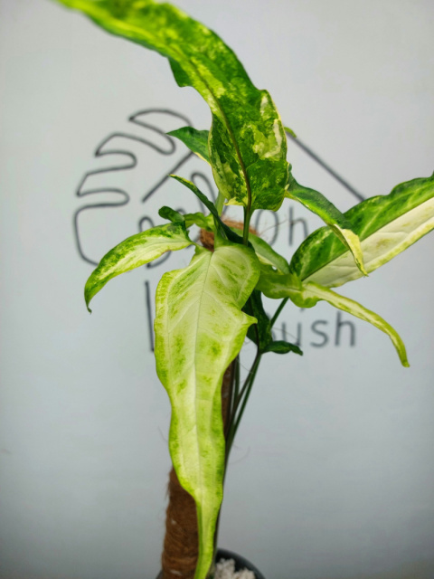 Syngonium Angustatum Variegata | Sadzonka 40 | 50cm