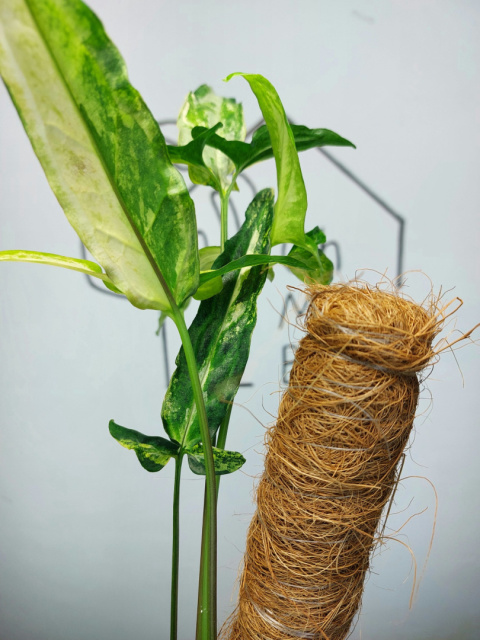 Syngonium Angustatum Variegata | Sadzonka 40 | 50cm