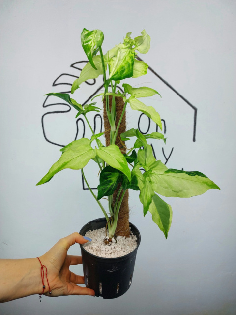 Syngonium Angustatum Variegata | Sadzonka 41 | 55cm