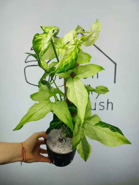 Syngonium Angustatum Variegata | Sadzonka 41 | 55cm