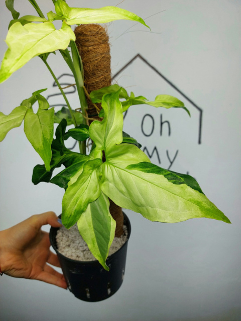 Syngonium Angustatum Variegata | Sadzonka 41 | 55cm