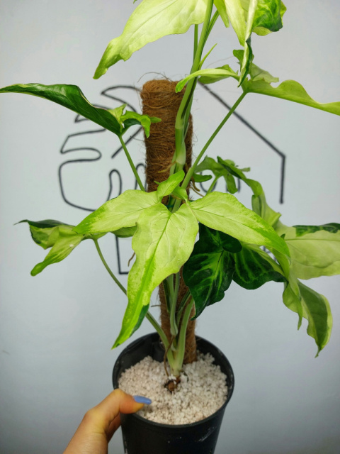 Syngonium Angustatum Variegata | Sadzonka 41 | 55cm