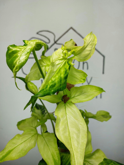 Syngonium Angustatum Variegata | Sadzonka 41 | 55cm