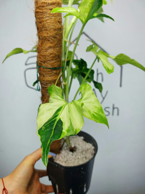 Syngonium Angustatum Variegata | Sadzonka 41 | 55cm