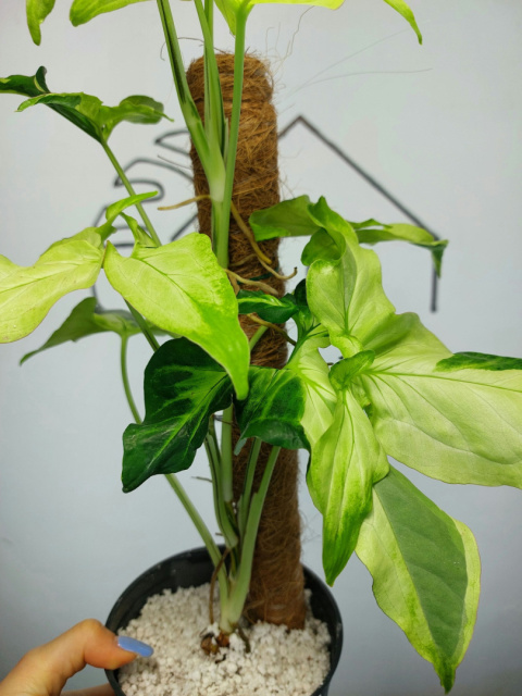 Syngonium Angustatum Variegata | Sadzonka 41 | 55cm