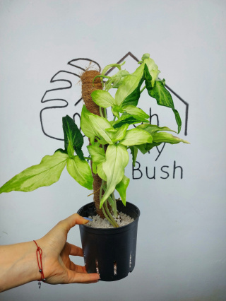 Syngonium Angustatum Variegata | Sadzonka 42 | 45cm