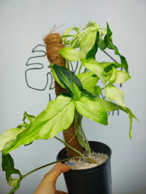 Syngonium Angustatum Variegata | Sadzonka 42 | 45cm