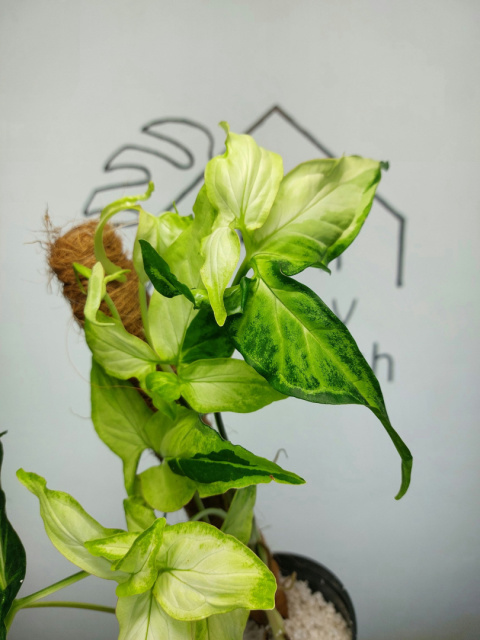 Syngonium Angustatum Variegata | Sadzonka 42 | 45cm