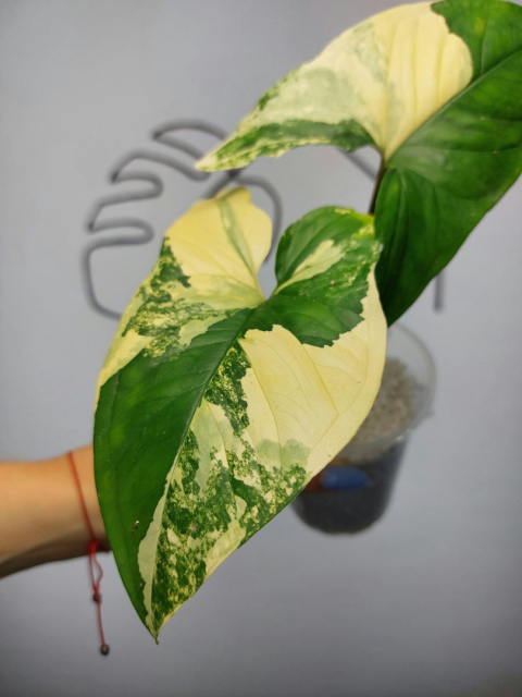 Syngonium Aurea Yellow Variegata | 25-35cm