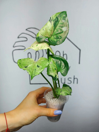 Syngonium Grey Ghost (Green Splash) | 25-30cm