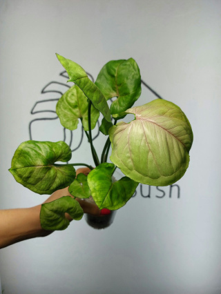 Syngonium Orm Ngein | 35-40cm