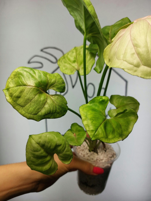 Syngonium Orm Ngein | 35-40cm