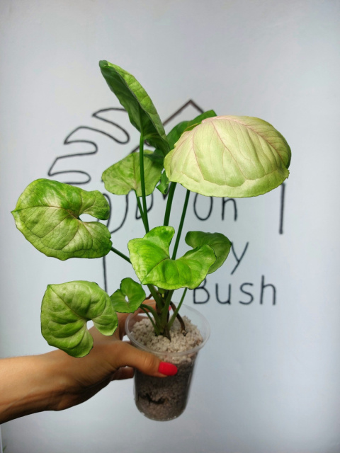 Syngonium Orm Ngein | 35-40cm