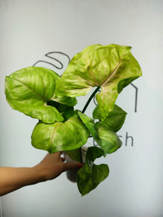 Syngonium Orm Ngein | 40-45cm