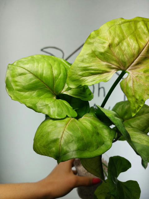 Syngonium Orm Ngein | 40-45cm