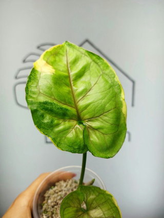 Syngonium Orm Thong Variegata | Sadzonka 10 | 25cm