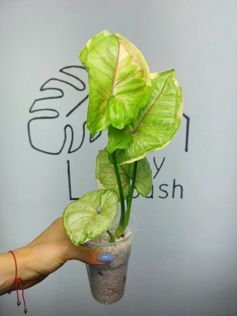 Syngonium Orm Thong Variegata | Sadzonka 11 | 40cm