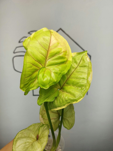 Syngonium Orm Thong Variegata | Sadzonka 11 | 40cm