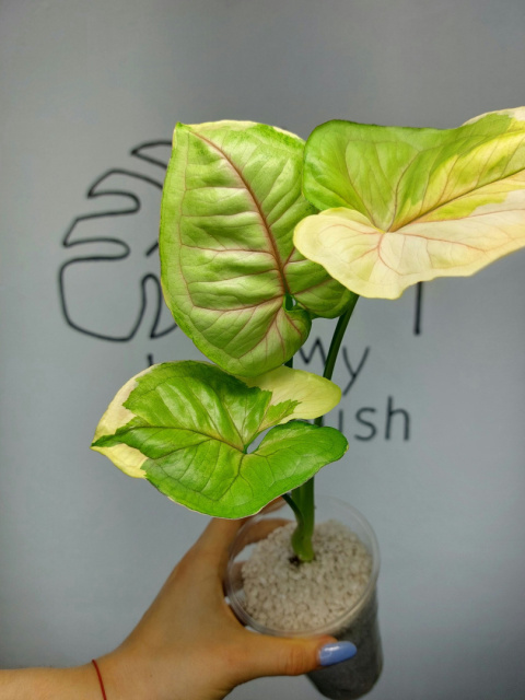 Syngonium Orm Thong Variegata | Sadzonka 12 | 35cm