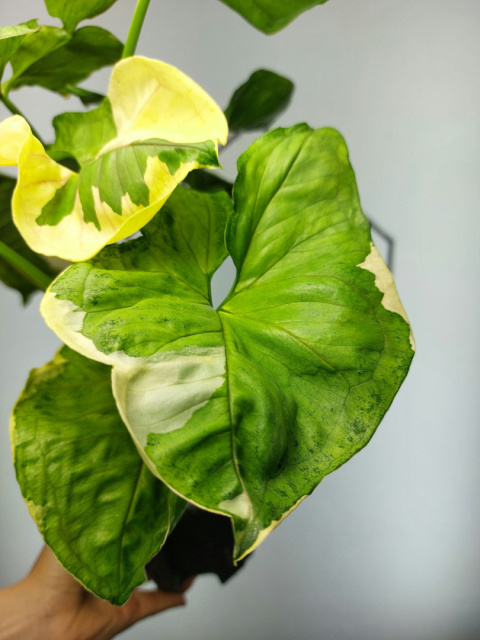 Syngonium Orm Thong Variegata | Sadzonka 7 | 50cm