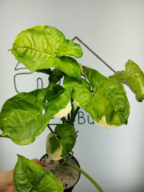 Syngonium Orm Thong Variegata | Sadzonka 7 | 50cm