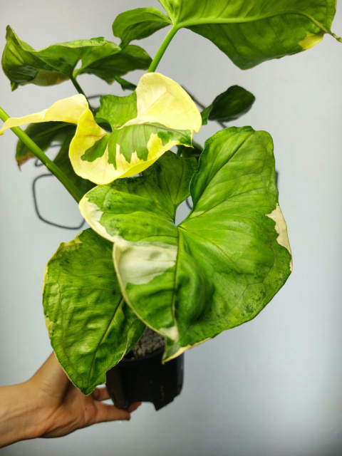 Syngonium Orm Thong Variegata | Sadzonka 7 | 50cm