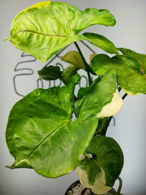 Syngonium Orm Thong Variegata | Sadzonka 7 | 50cm