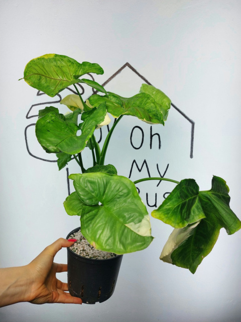 Syngonium Orm Thong Variegata | Sadzonka 7 | 50cm