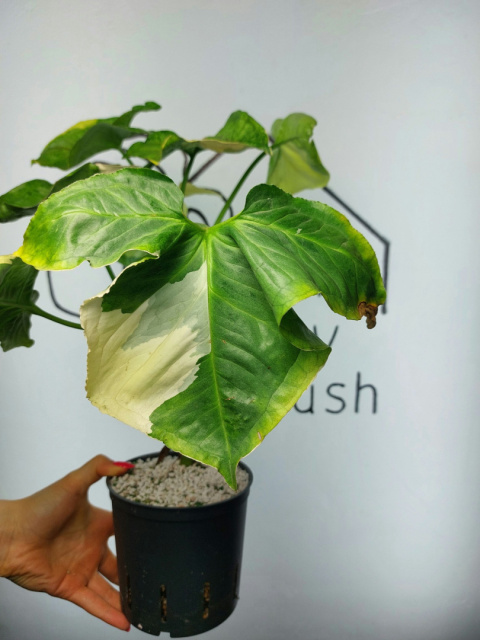 Syngonium Orm Thong Variegata | Sadzonka 7 | 50cm