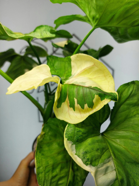 Syngonium Orm Thong Variegata | Sadzonka 7 | 50cm