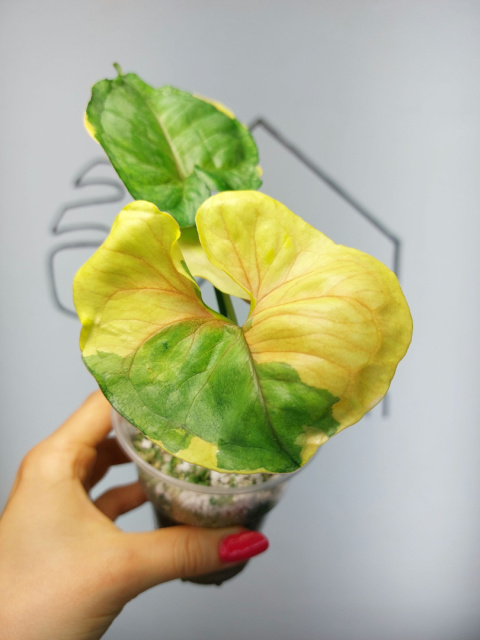 Syngonium Orm Thong Variegata | Sadzonka 8 | 20cm