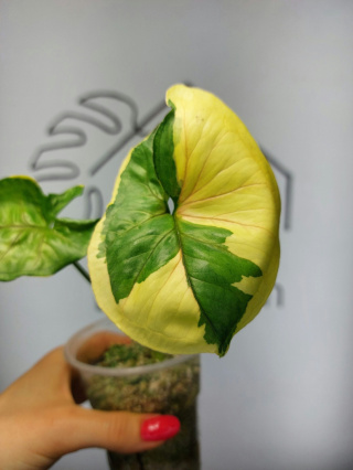 Syngonium Orm Thong Variegata | Sadzonka 9 | 25cm